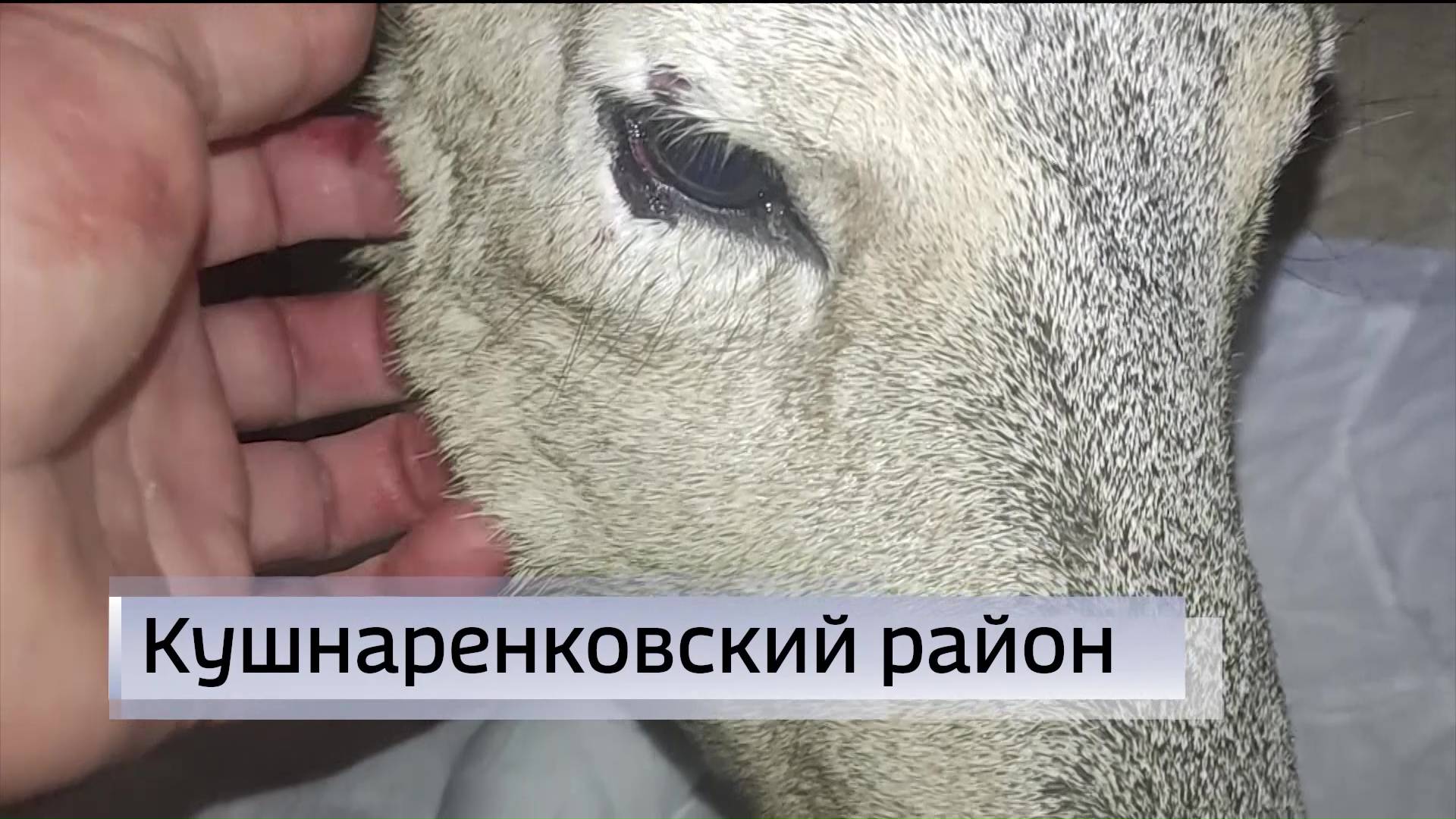 Неизвестные сбили косулю в Кушнаренковском районе Башкирии 