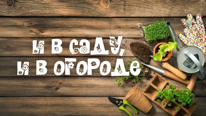 Посадка и уход за актинидией | ГТРК «Башкортостан»