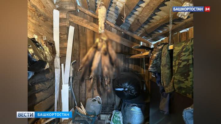 Житель Башкирии незаконно поймал 8 куниц | ГТРК «Башкортостан»