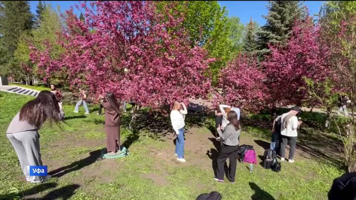 В парке Ленина в Уфе зацвела башкирская сакура | ГТРК «Башкортостан»